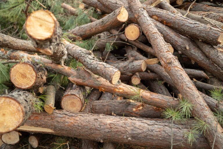 Wood pile